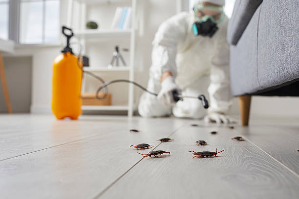 Trusted Ant Control service in Oak Ridge North, TX - Nex Pest Control